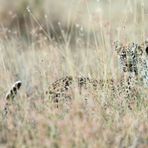cucciolo di leopardo