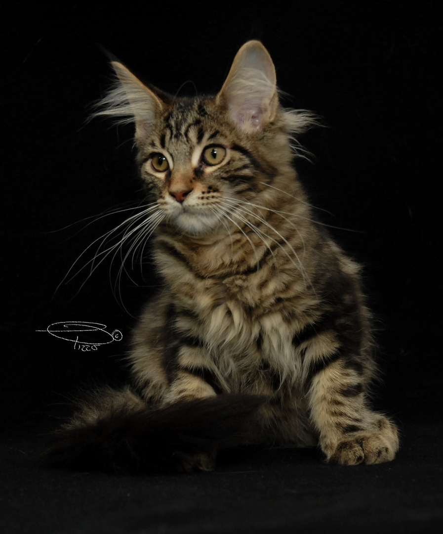 Cucciolo di Maine Coon