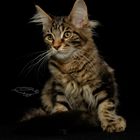 Cucciolo di Maine Coon