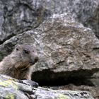 Cucciolo di marmotta