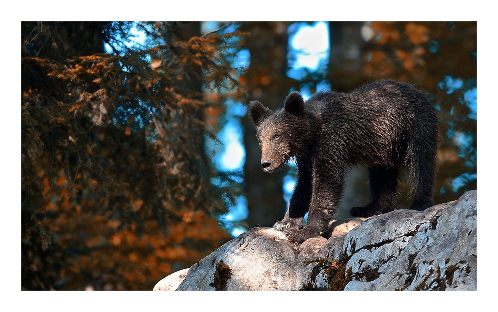 Cucciolo di orso bruno 