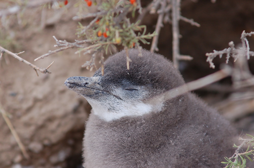 CUCCIOLO DI PINGUINO