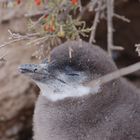 CUCCIOLO DI PINGUINO