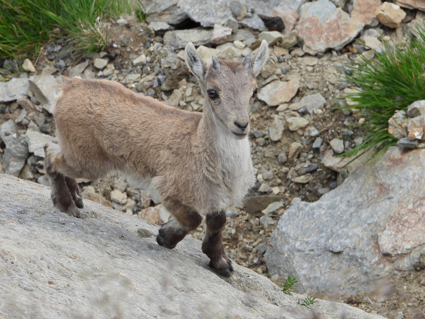 Cucciolo di stambecco