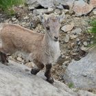 Cucciolo di stambecco