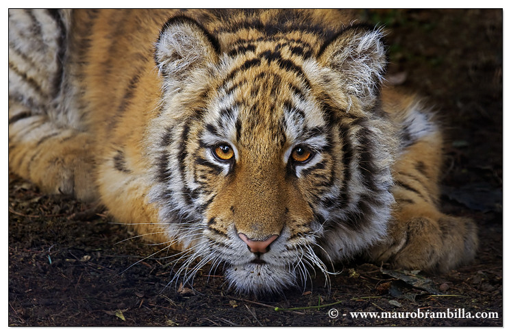 Cucciolo di Tigre siberiana