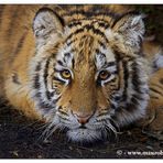 Cucciolo di Tigre siberiana