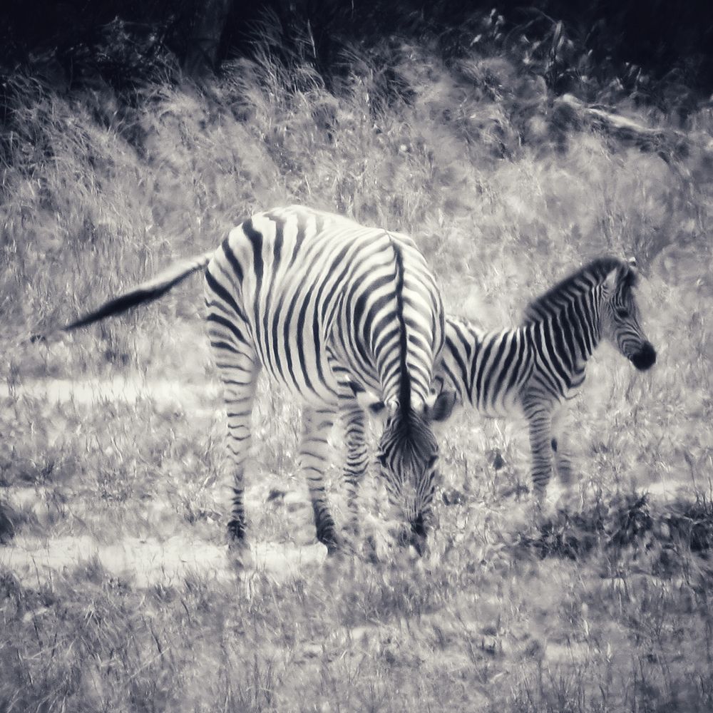 Cucciolo di zebra Foto Immagini animali,