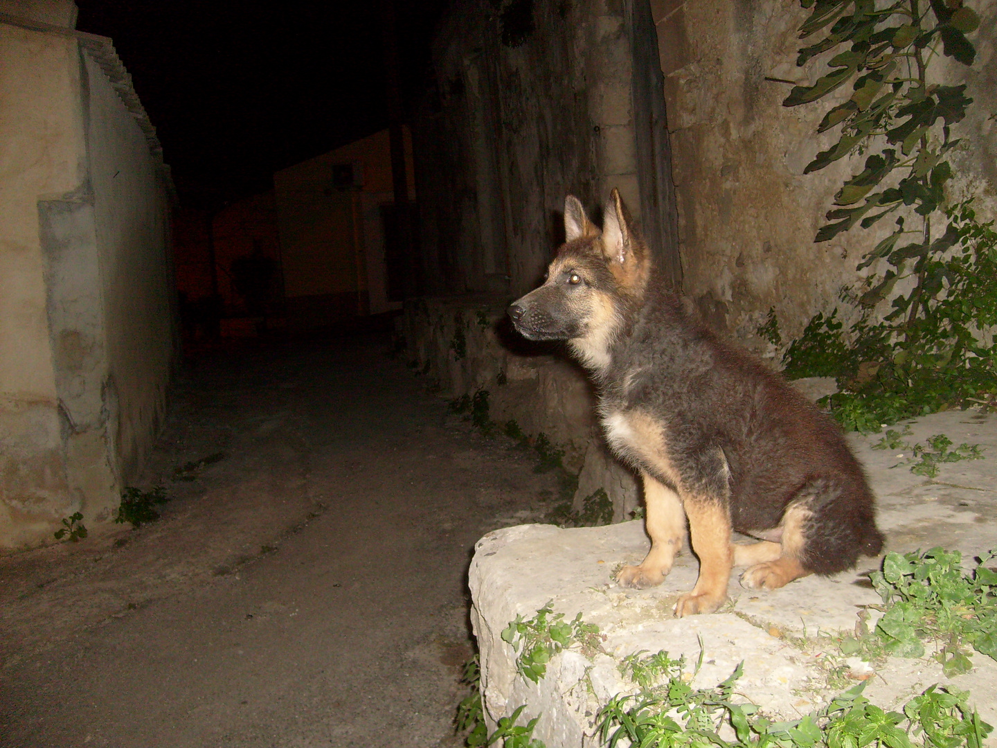 cucciolo fotogenico