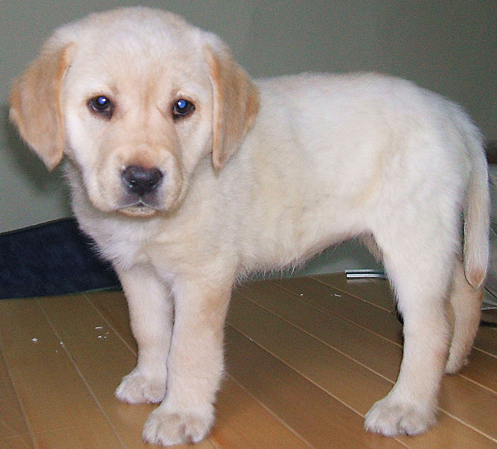 Cucciolo Labrador