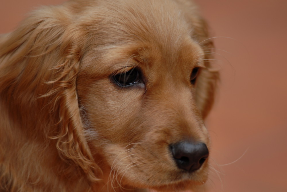 CUCCIOLO PENSIEROSO