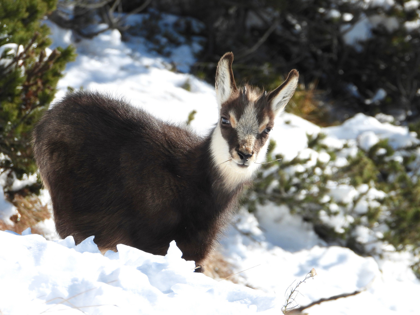 Cucciolo sulla neve