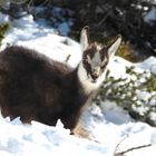 Cucciolo sulla neve