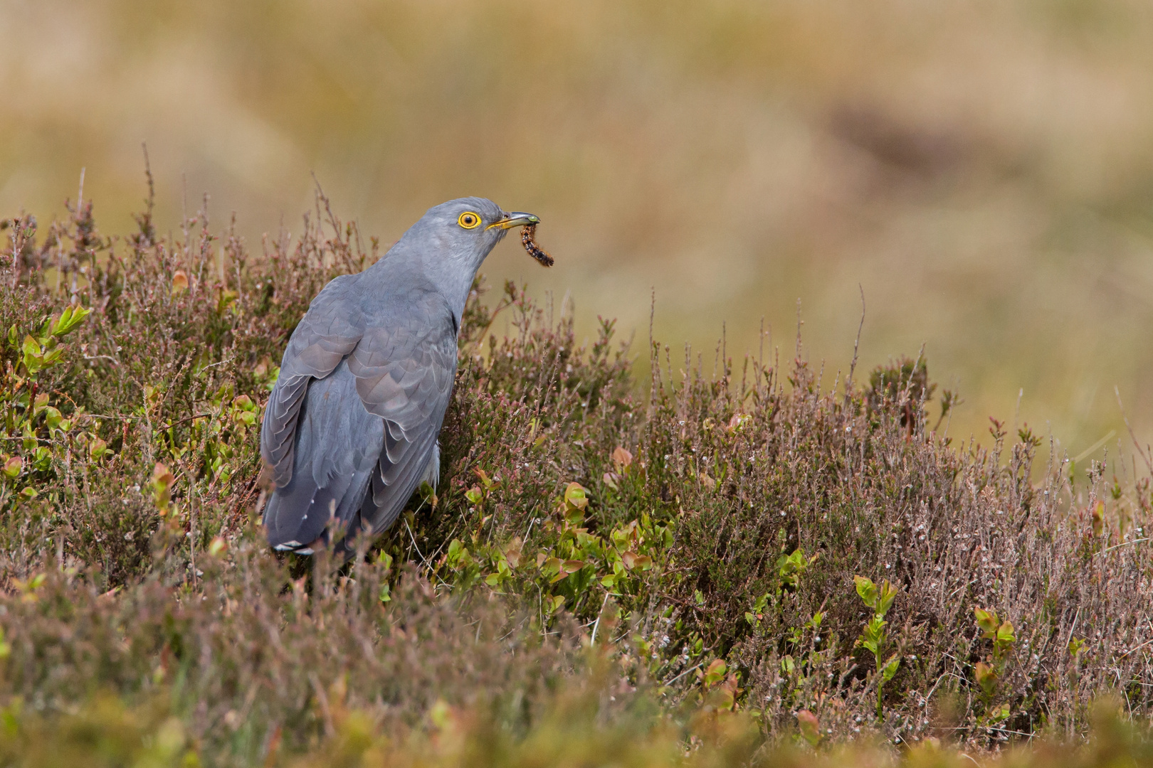 cuckoo