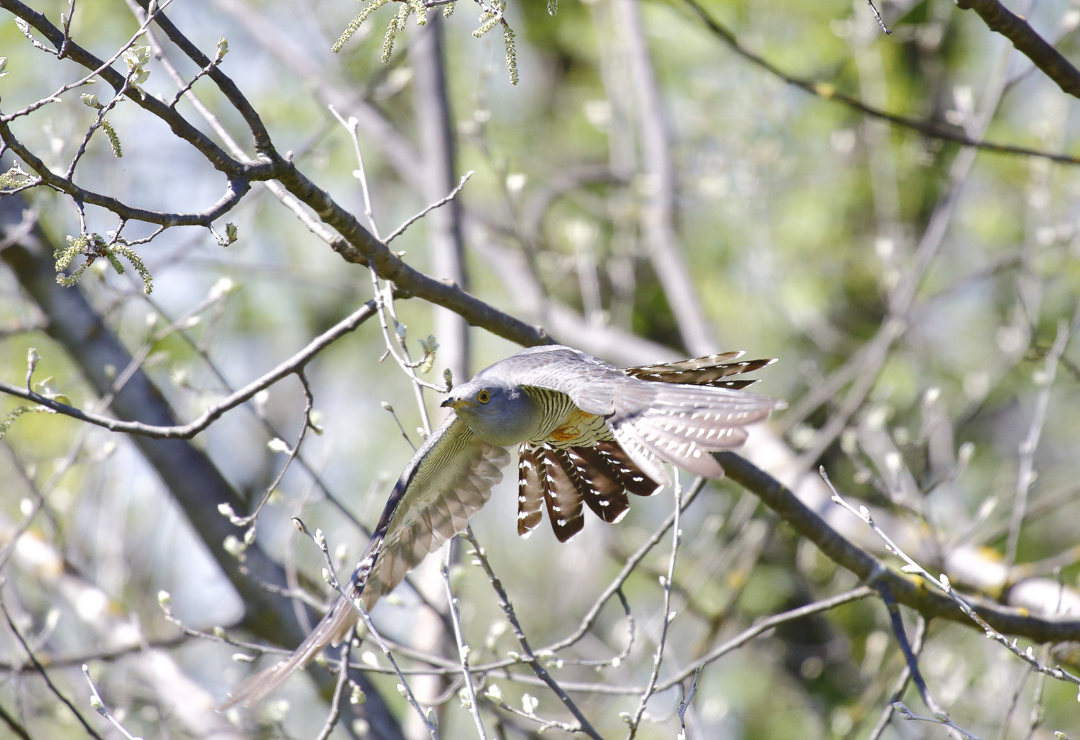 CUCKOO