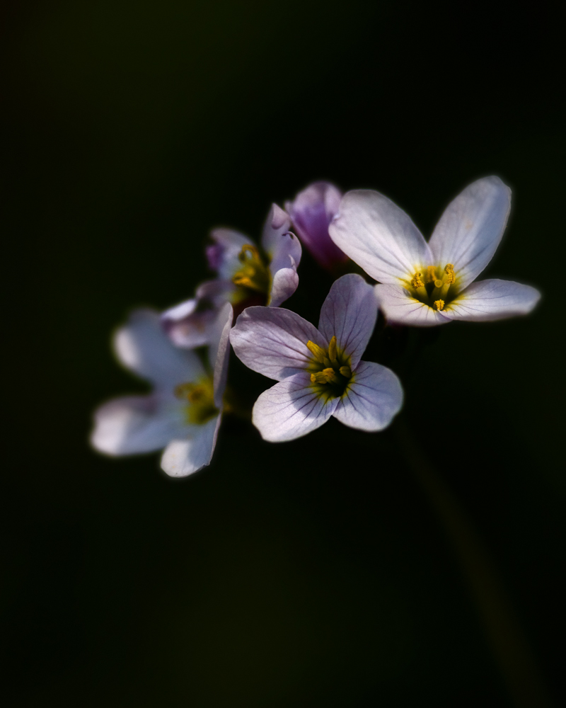 cuckoo flower