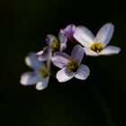 cuckoo flower