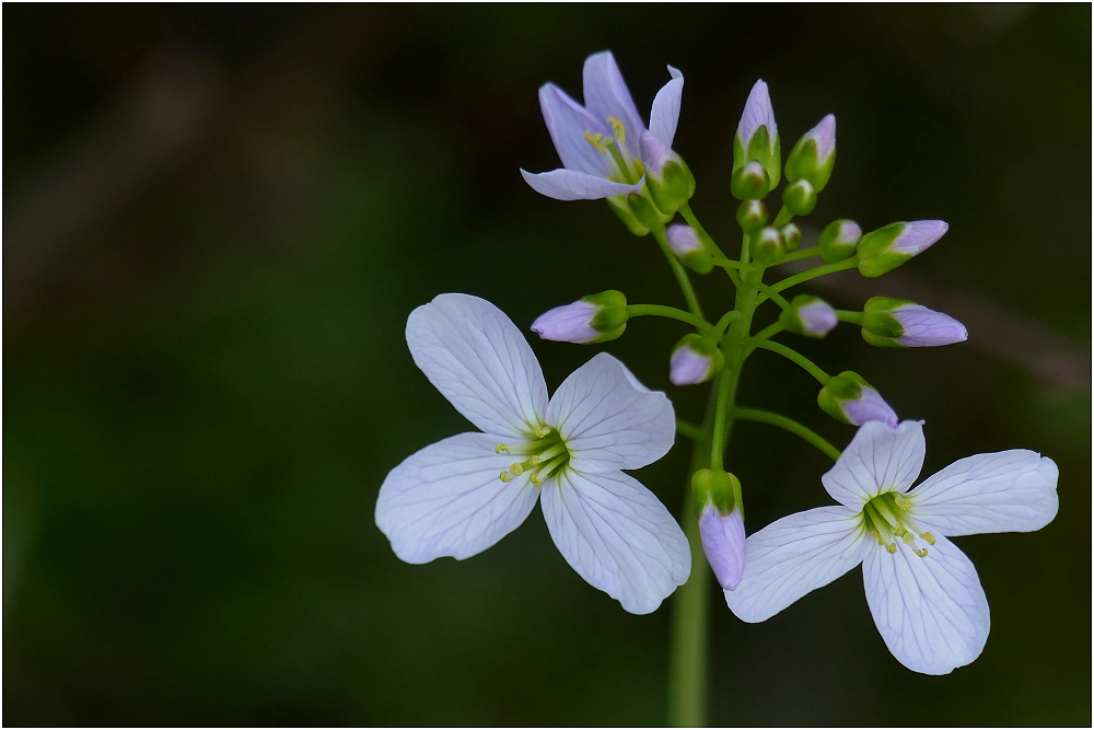 Cuckoo flower