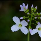 Cuckoo flower