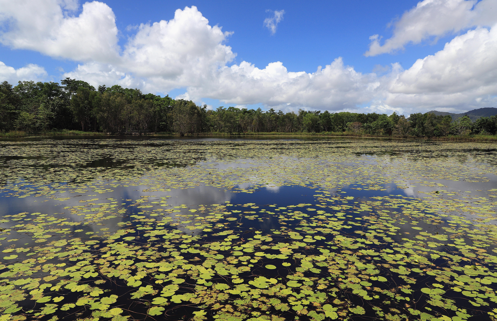 cuckoo lake