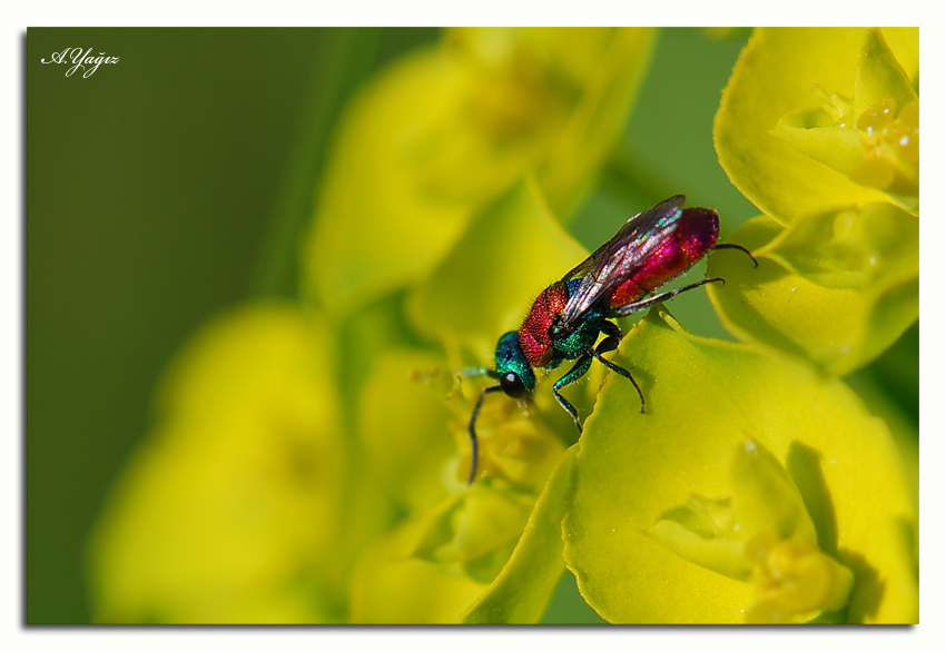 Cuckoo Wasp