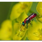 Cuckoo Wasp