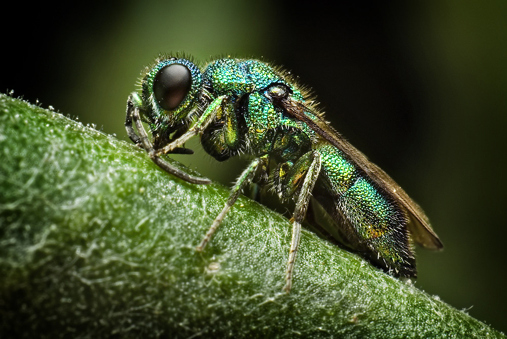 Cuckoo wasp