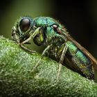 Cuckoo wasp