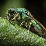 Cuckoo wasp