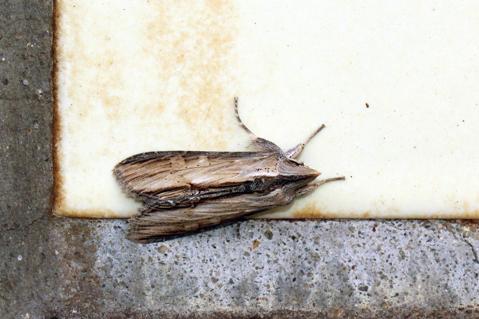 Cucullia lychnitis