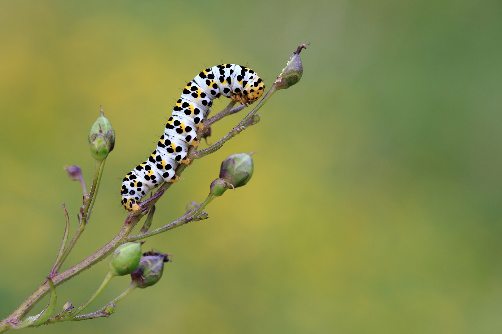 Cucullia scrophulariae