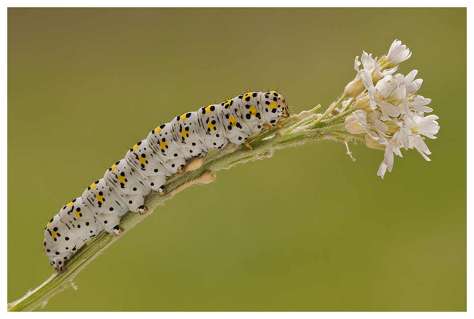 Cucullia (Shargacucullia) verbasci (Noctuidae)