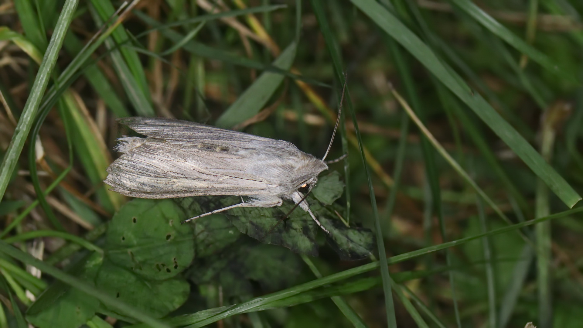 Cucullia umbratica