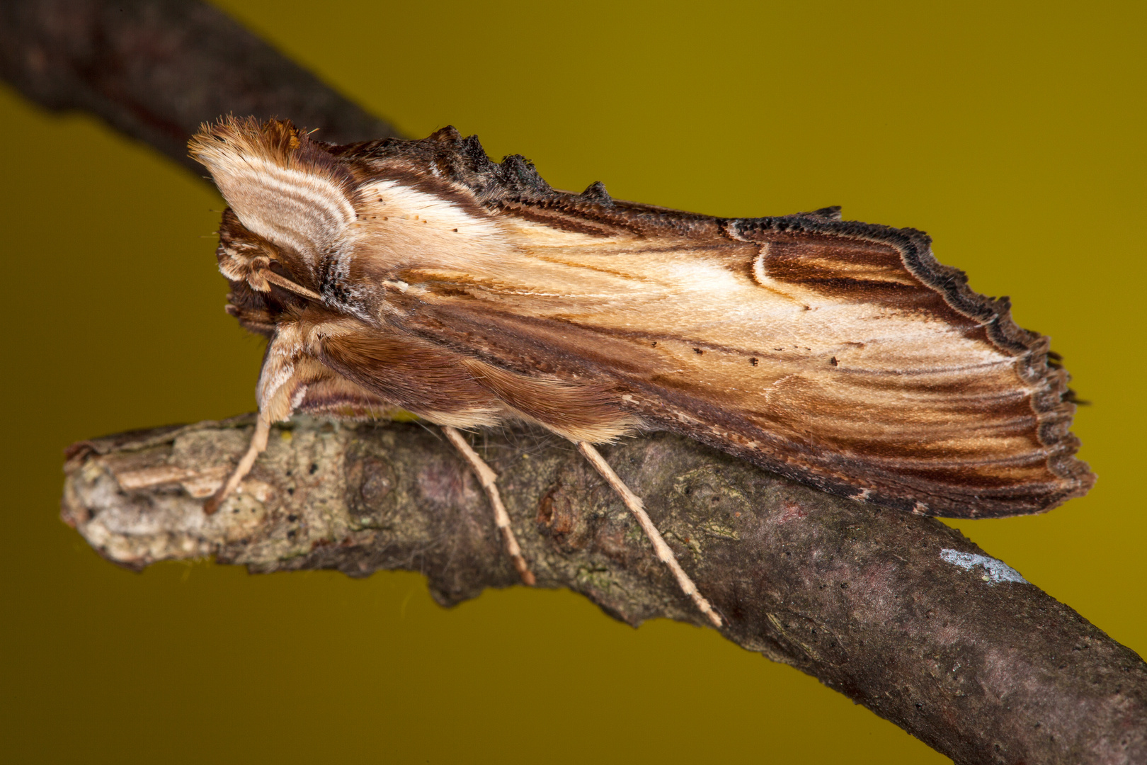 Cucullia verbasci (LINNAEUS, 1758) 