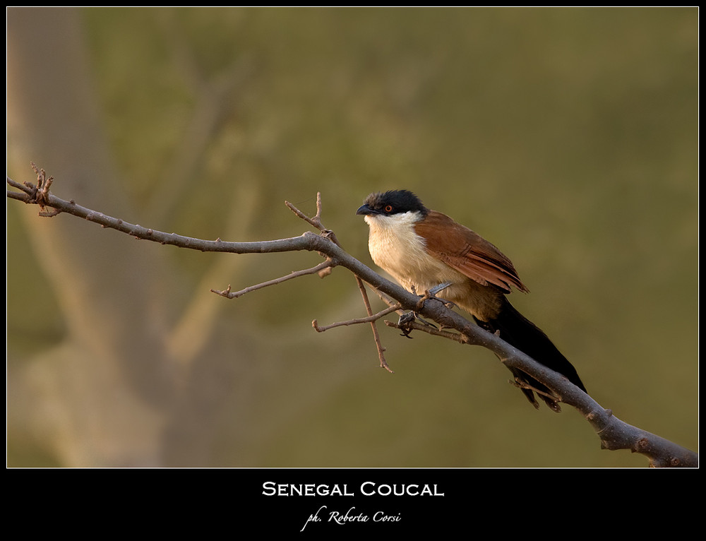 - cuculo del Senegal -