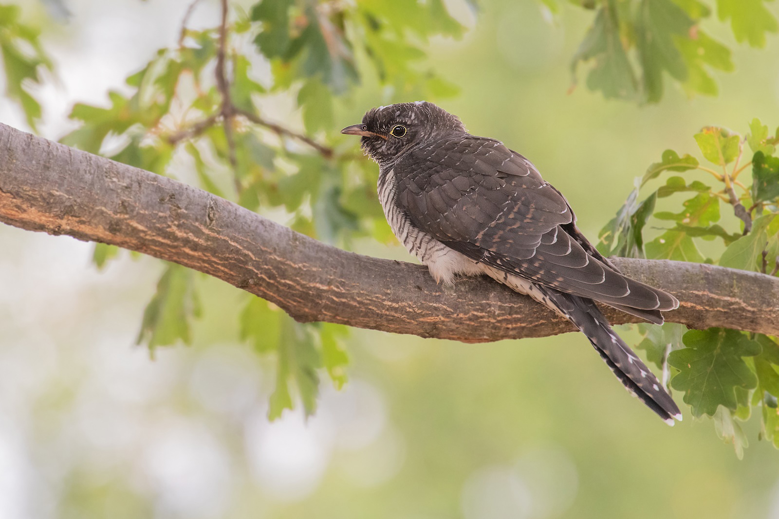 Cuculus canorus - Kuckuck Jungvogel 