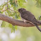 Cuculus canorus - Kuckuck Jungvogel 