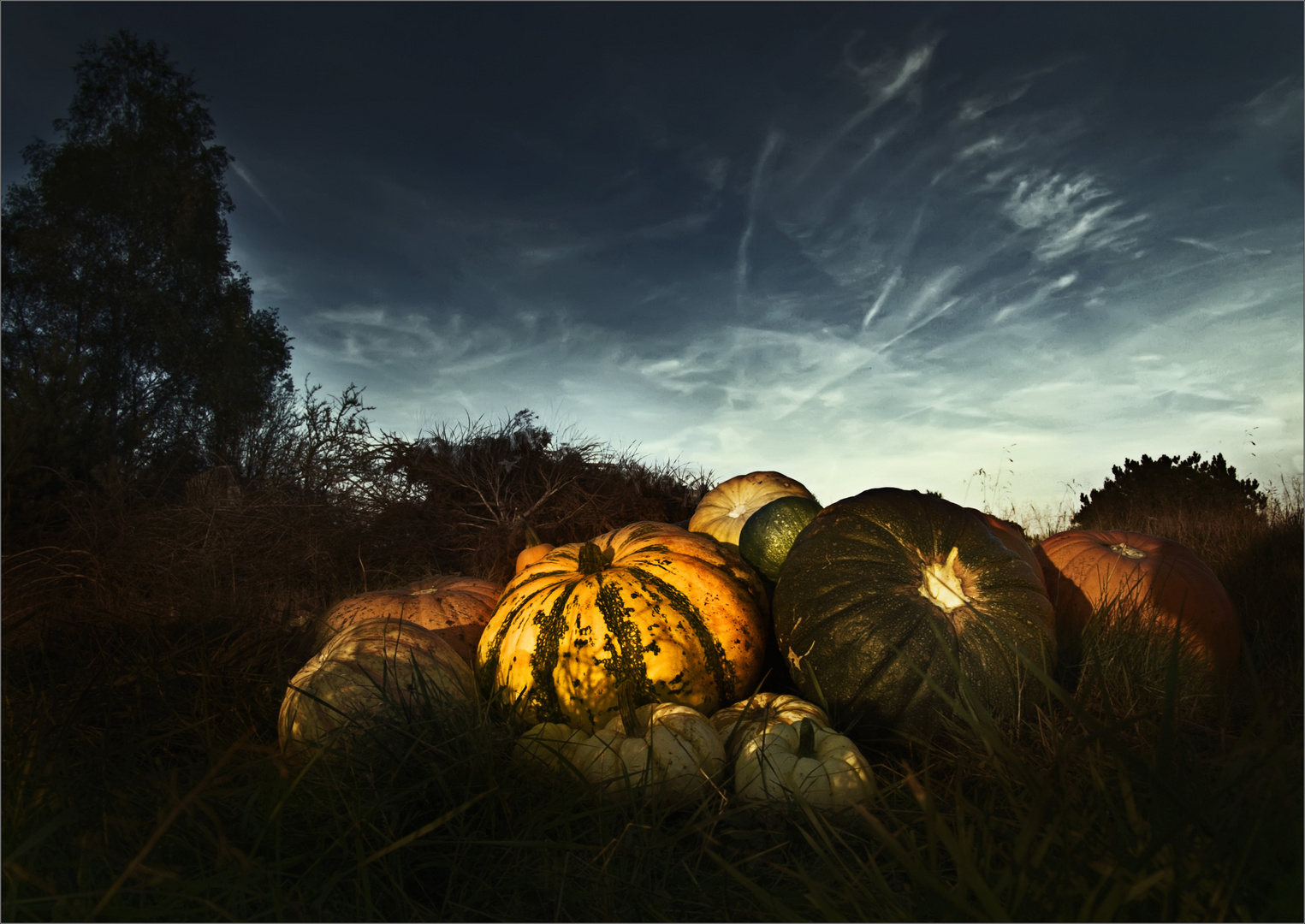 Cucurbita Maxima