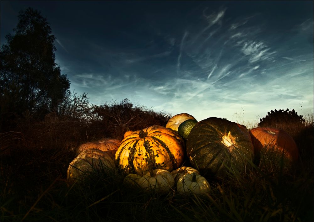 Cucurbita Maxima