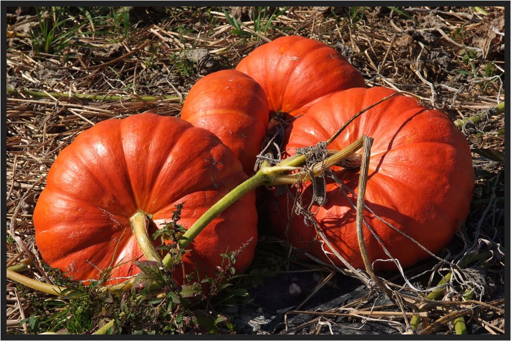 Cucurbita maxima