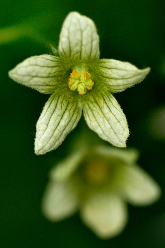 Cucurbitacea - Bryonia dioica