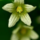 Cucurbitacea - Bryonia dioica