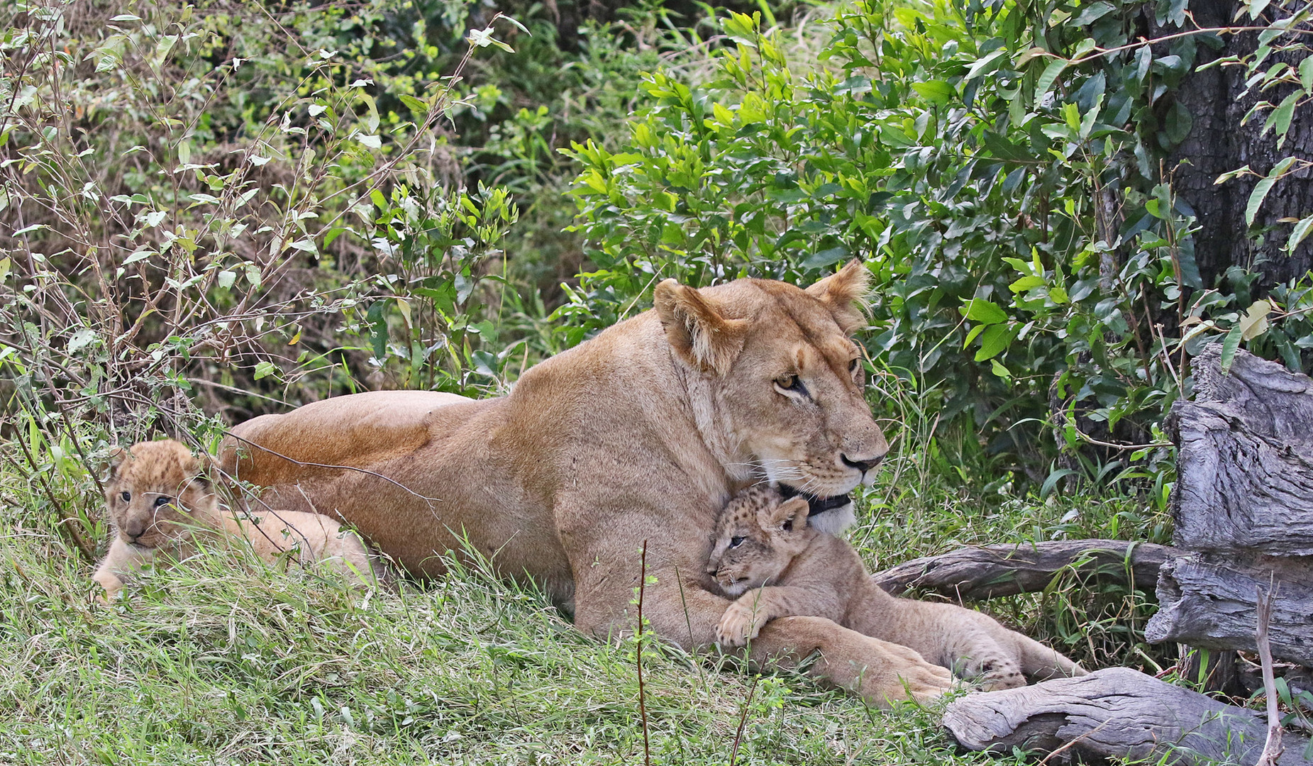 Cuddle with mom