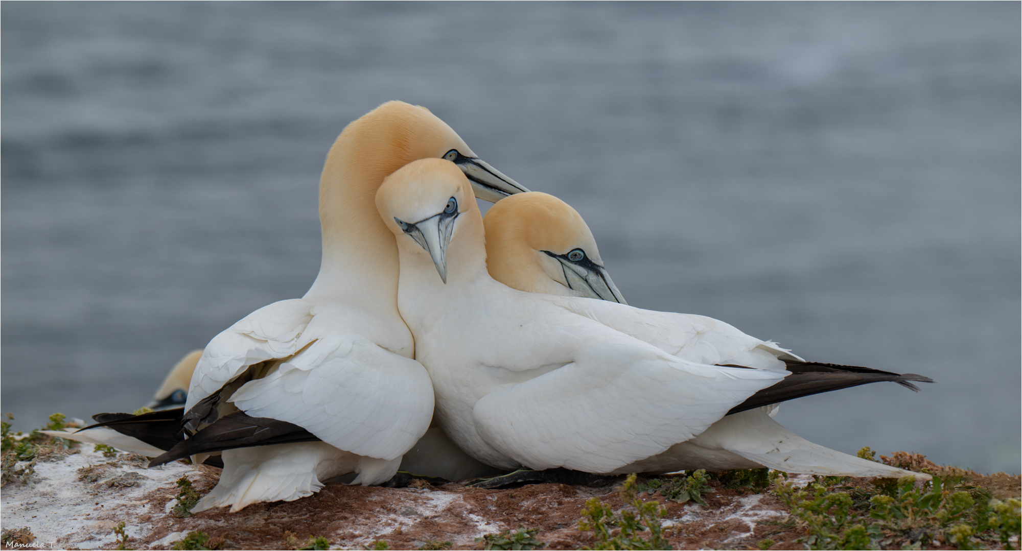 Cuddling for three