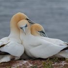 Cuddling for three