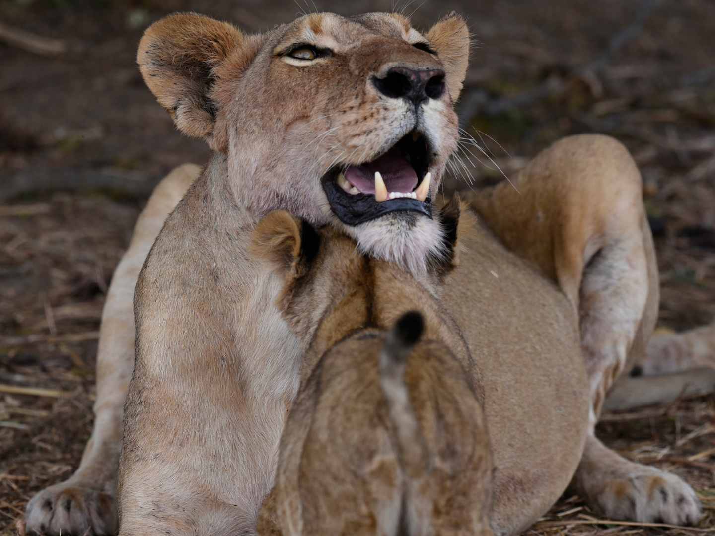 Cuddling up to mom 2