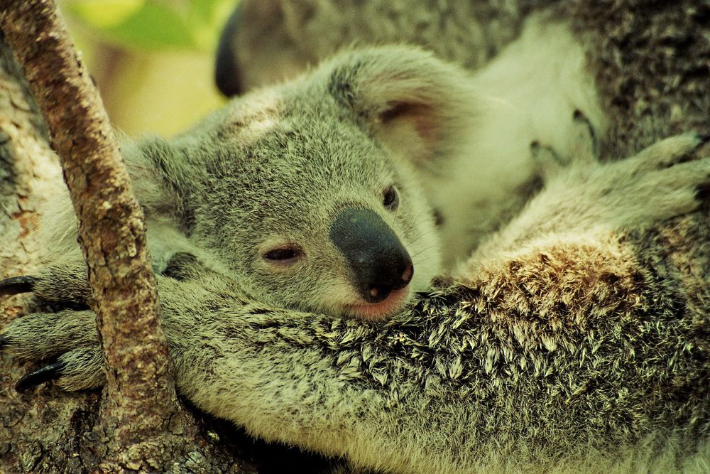 Cuddling up to mom