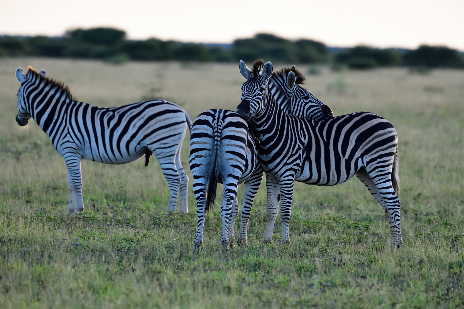 Cuddling zebras