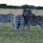 Cuddling zebras