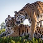 Cuddling.tigers.